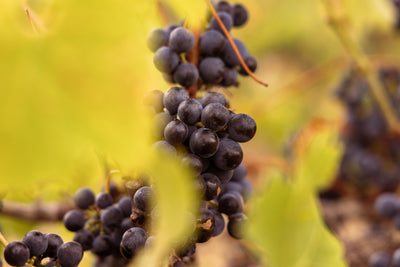 A Winemaker's Insight into this Year's Harvest