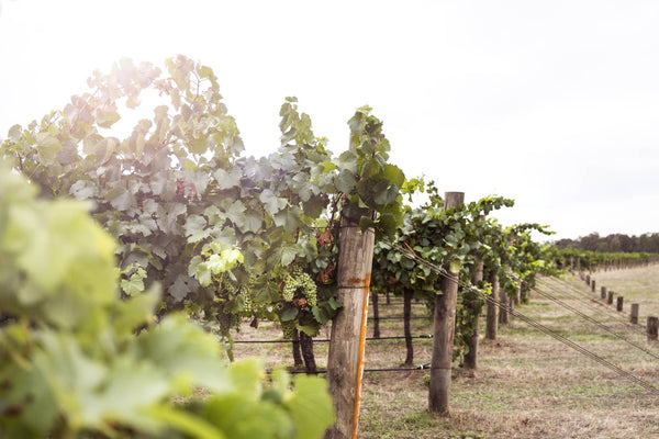 Organic series: what is organic wine?